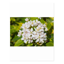 Small white wild flowers post card