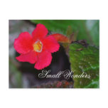 Small Wonders postcards