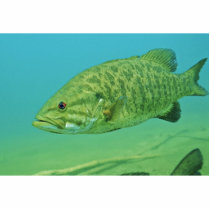 Smallmouth Bass Cut Outs