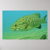 Smallmouth Bass Print
