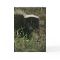 Smelly Skunk Greeting Card