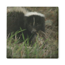 Smelly Skunk Magnet