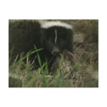 Smelly Skunk Postcards