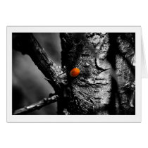 smile for a ladybug cards