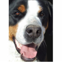 Smile! Greater Swiss Mountain Dog Photo Sculpture