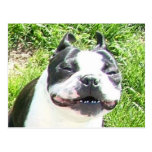 Smile Post Cards