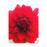 SMILE/Red Dahlia Postcard