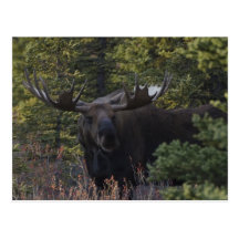 Smiley Moose Postcard