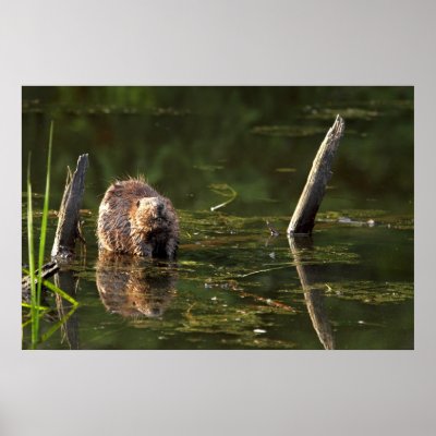 Beaver Poster