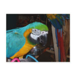Smiling Blue and Gold Macaw Post Cards