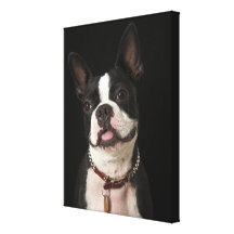 Smiling Boston terrier with collar Stretched Canvas Print
