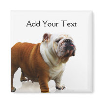Smiling Bulldog Refrigerator Magnet
