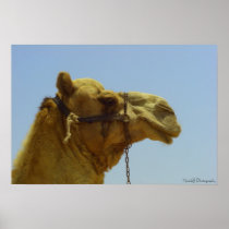 Smiling camel profile poster