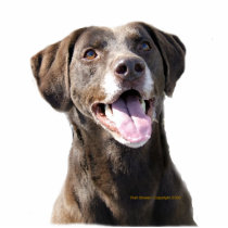 Smiling Chocolate Lab  Rescue Dog Pin Photo Sculpture