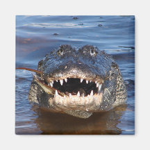 Smiling Crocodile Magnets