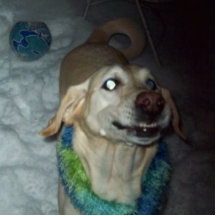 Smiling Dog Photo Cut Outs