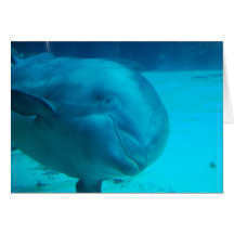 Smiling Dolphin Greeting Cards
