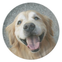 Smiling Golden Retriever Dinner Plate
