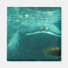 Smiling Hippo Magnet