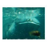 Smiling Hippo Postcard