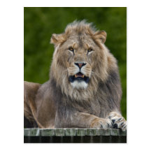 Smiling Lion Postcard