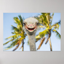 Smiling Ostrich Poster