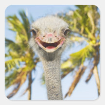 Smiling Ostrich Stickers