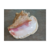 Smiling Shell Postcard