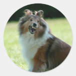 Smiling Shetland Sheepdog stickers