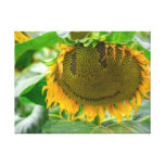 Smiling Sunflower Stretched Canvas Print