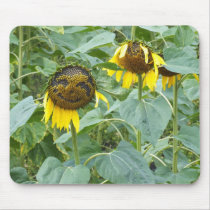 Smiling Sunflowers