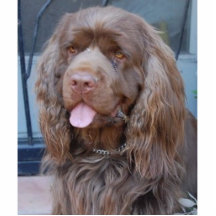 SMILING SUSSEX SPANIEL PHOTO CUT OUTS