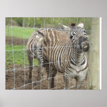 Smiling Zebra Print