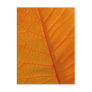 Smoke Tree Leaf Postcard