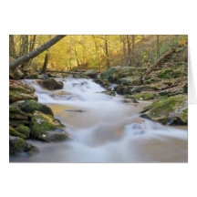 Smoky Mountain Stream Greeting Cards