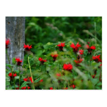 Smoky Mountain Wildflowers Post Card
