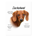 Smooth Dachshund Meet the Breed Post Cards
