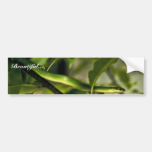 Smooth Green Snake Bumper Sticker