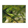 Smooth Green Snake Post Card