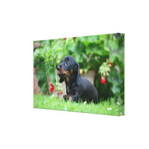 Smooth-haired Miniature Dachshund 1 Stretched Canvas Print