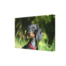 Smooth-haired Miniature Dachshund 3 Gallery Wrap Canvas
