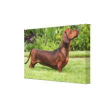 Smooth-haired Miniature Dachshund Canvas Print