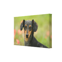 Smooth-haired Miniature Dachshund Puppy Looking at Canvas Prints