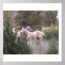 Smoozing Colts Print