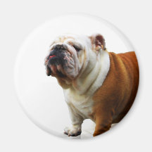 Smug Bulldog Magnet