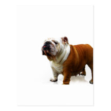 Smug Bulldog Postcard