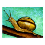 Snail 1 Postcard