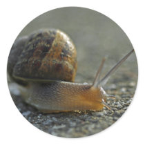Snail 1 Stickers