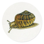 Snail (6) round stickers