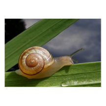 Snail 96 ~ ATC Business Card Templates